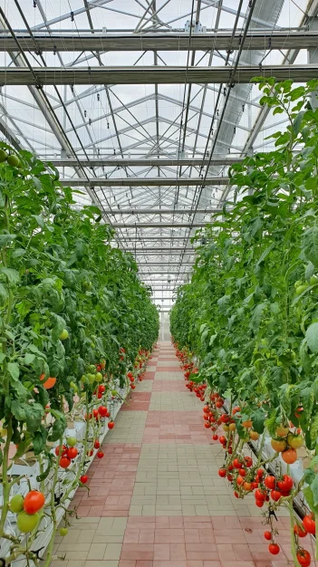 vertical-farming