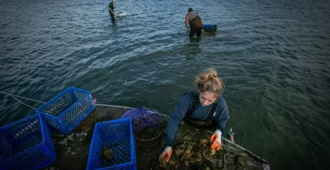 women-doing-fish-farming