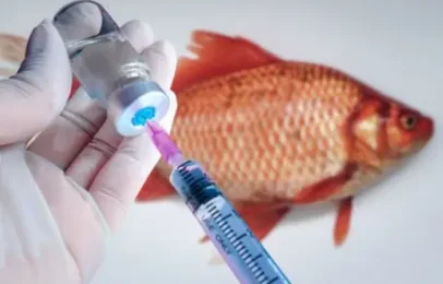 fish-vaccination